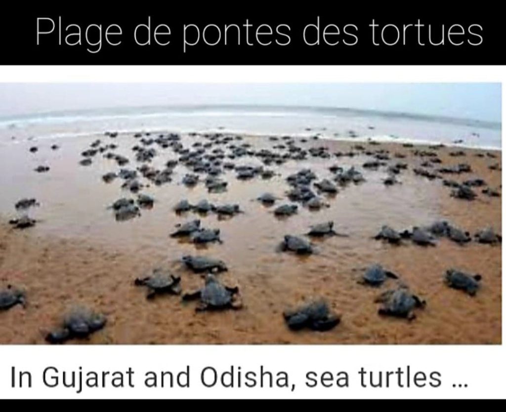 Plage de Odisha - Sapo Sapo